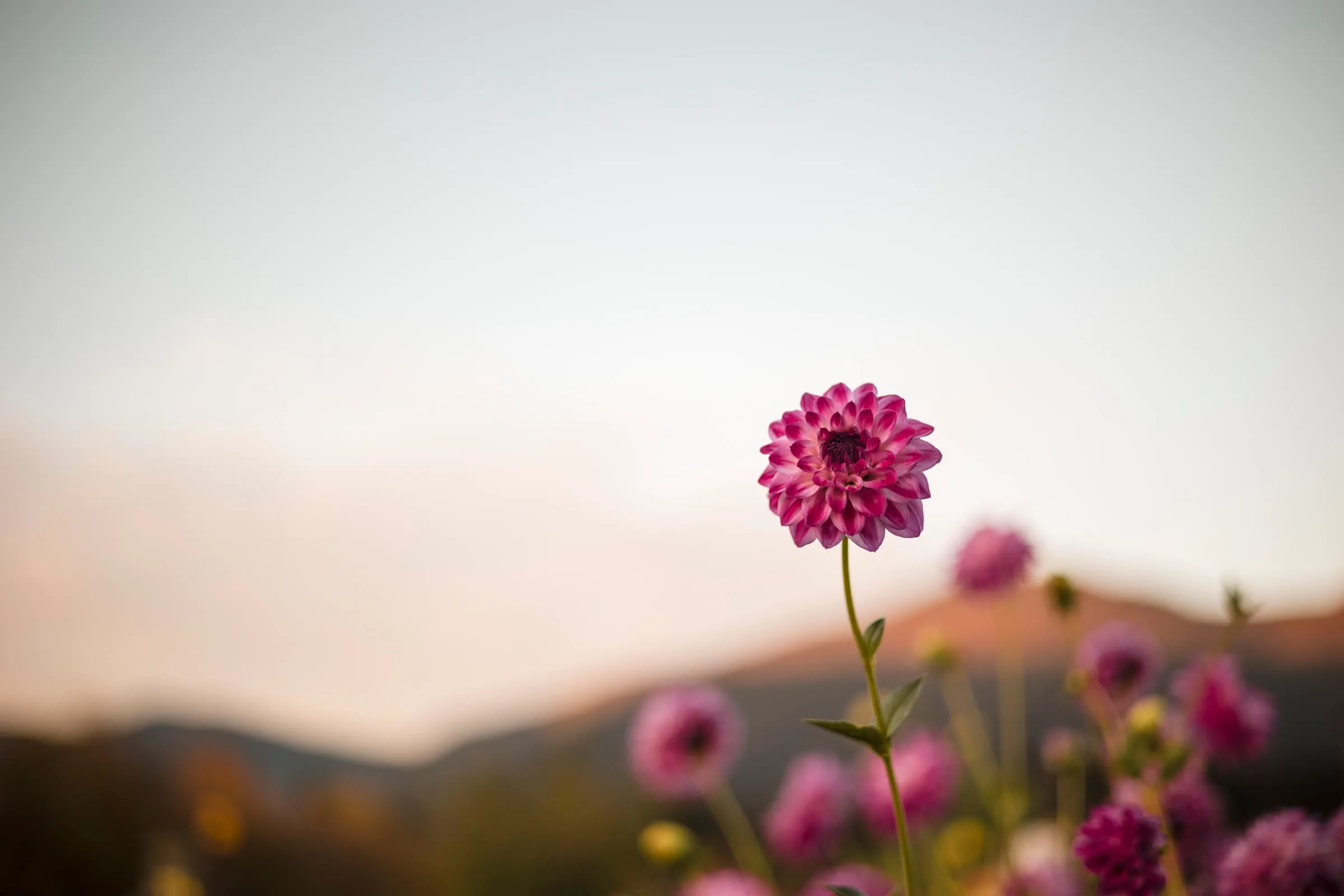Mountain River Flower Patch pick your own flowers flower garden in Tasmania's Huon Valley