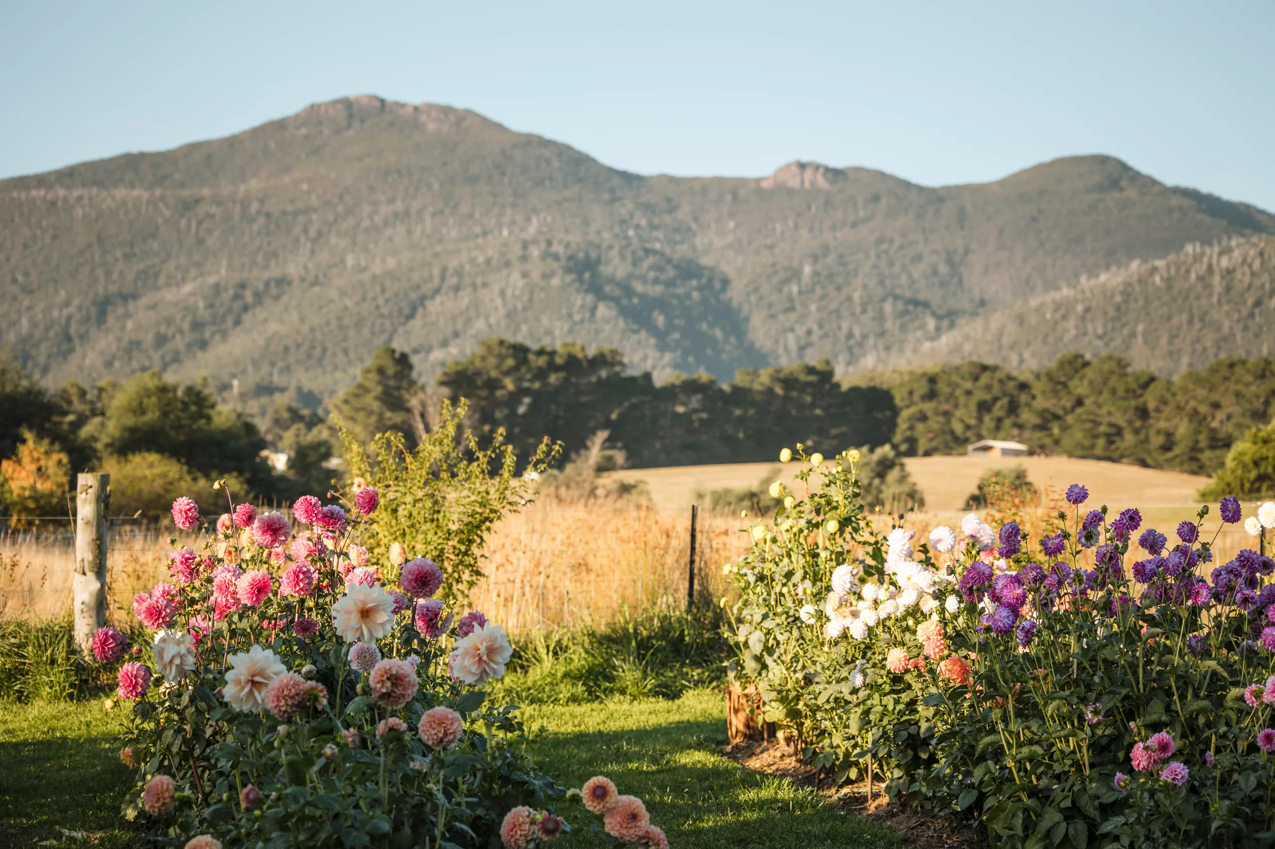 Mountain and flower field view of Mountain River Flower Patch